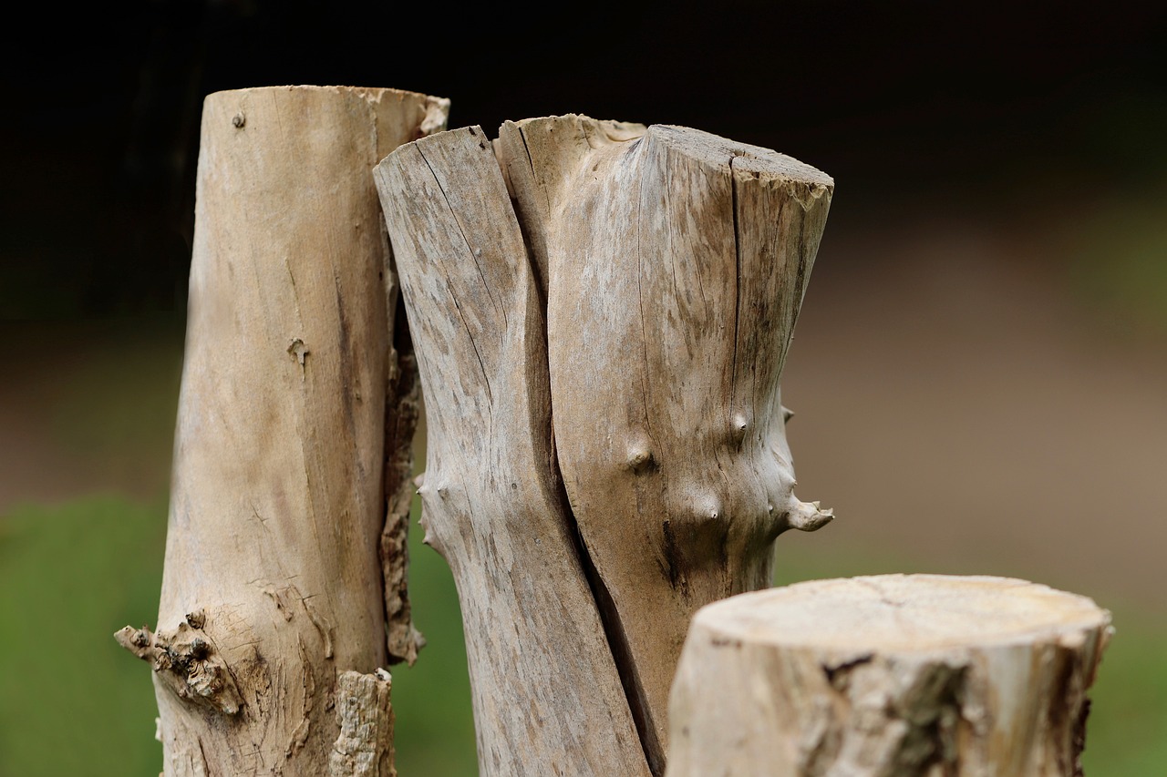 découvrez les enjeux de la déforestation, ses impacts sur l'environnement et la biodiversité, ainsi que les solutions durables pour préserver nos forêts et lutter contre ce fléau.