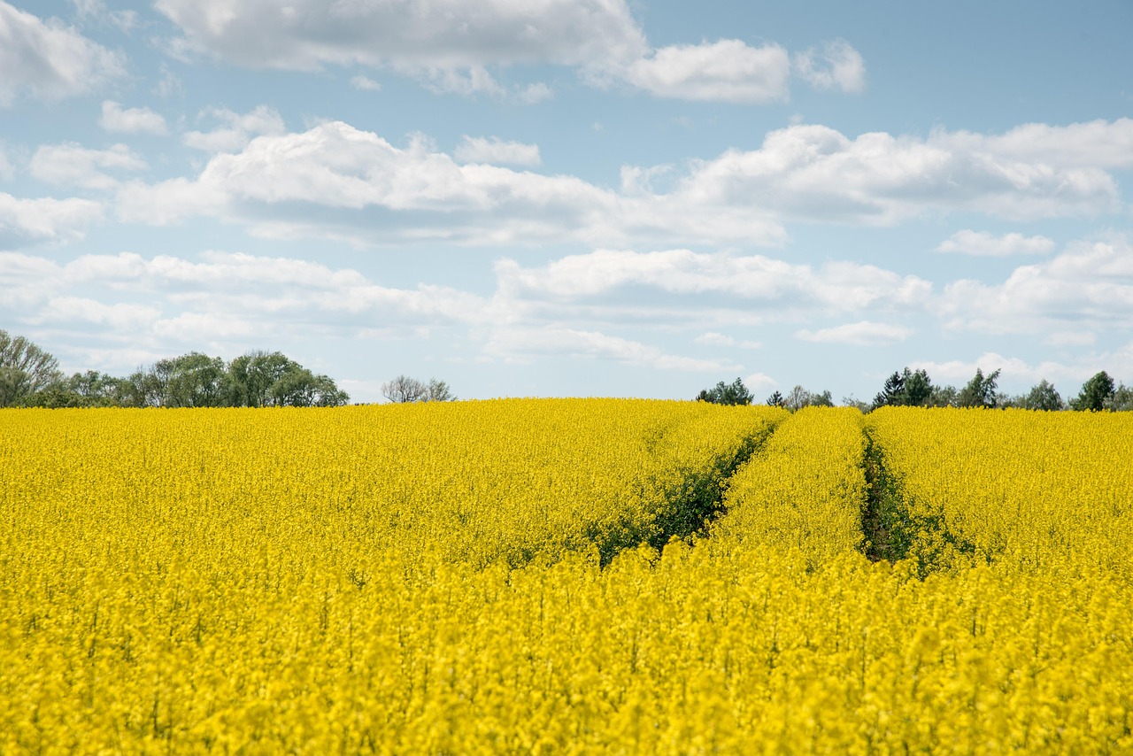 découvrez le potentiel de la bioénergie, une source d'énergie renouvelable et durable qui contribue à la réduction des émissions de carbone et à la préservation de l'environnement. explorez les différentes technologies, applications et avantages de la bioénergie pour un avenir énergétique plus vert.