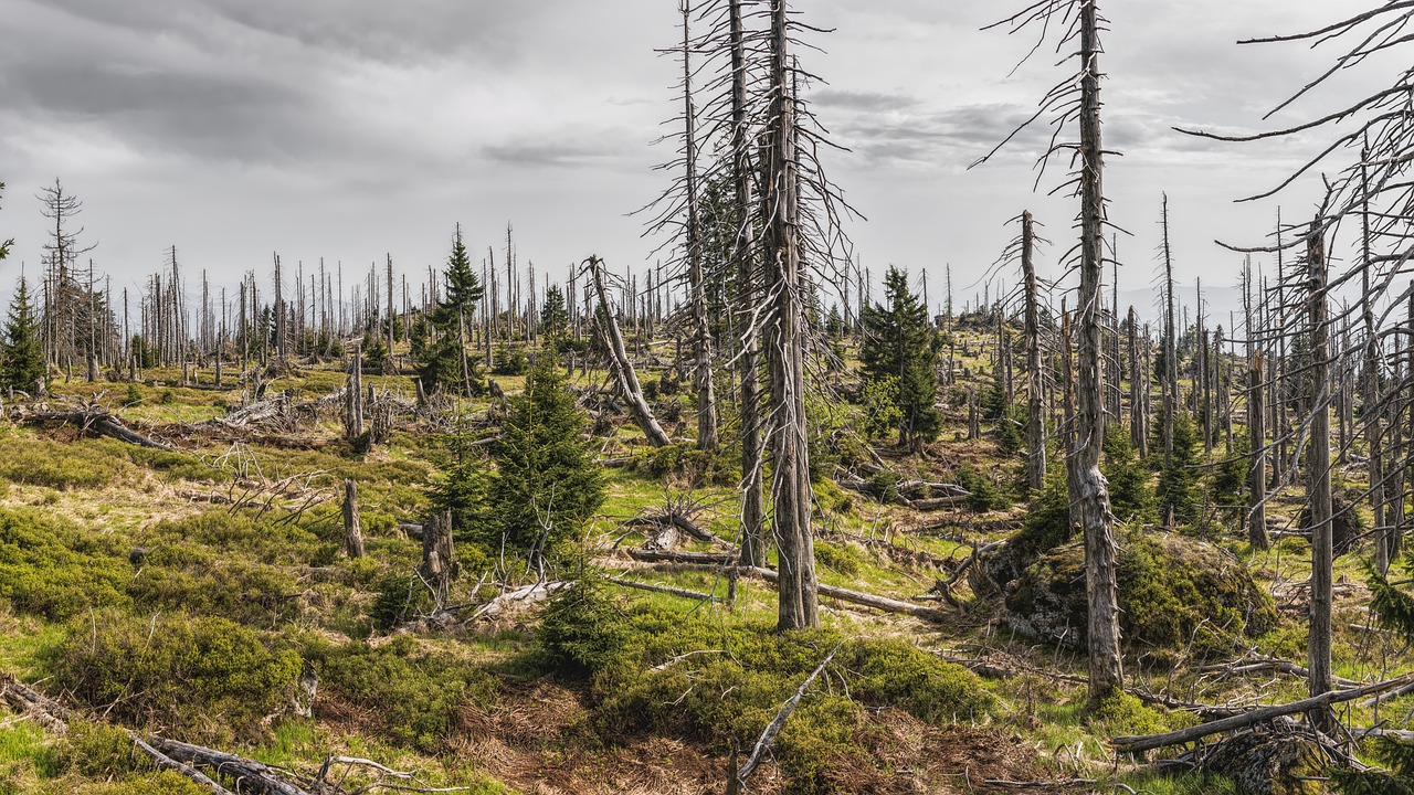 découvrez les priorités environnementales essentielles pour un avenir durable. explorez les enjeux cruciaux, les solutions innovantes et les actions à entreprendre pour préserver notre planète et favoriser un développement respectueux de l'environnement.