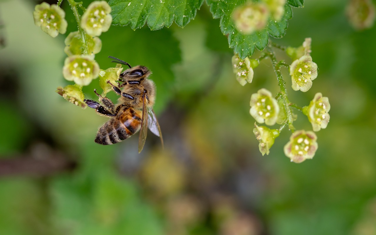 découvrez l'importance des écosystèmes durables pour la préservation de notre planète. explorez comment les initiatives écologiques favorisent la biodiversité, la protection de l'environnement et le développement durable pour un avenir meilleur.
