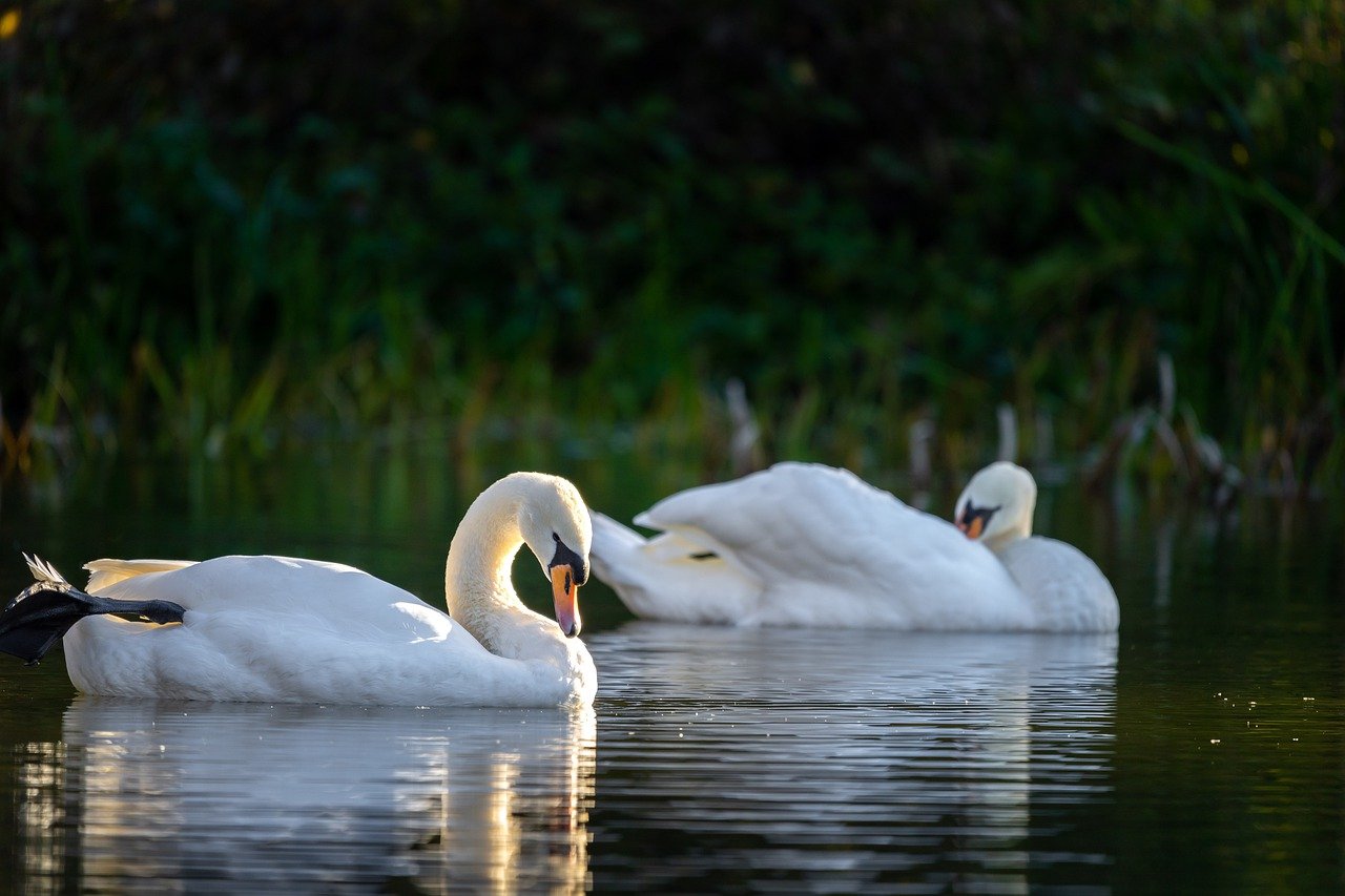 découvrez l'importance de la protection de la faune, un enjeu crucial pour la biodiversité et notre planète. apprenez comment préserver les habitats naturels et soutenir les espèces menacées grâce à des actions concrètes et un engagement collectif.