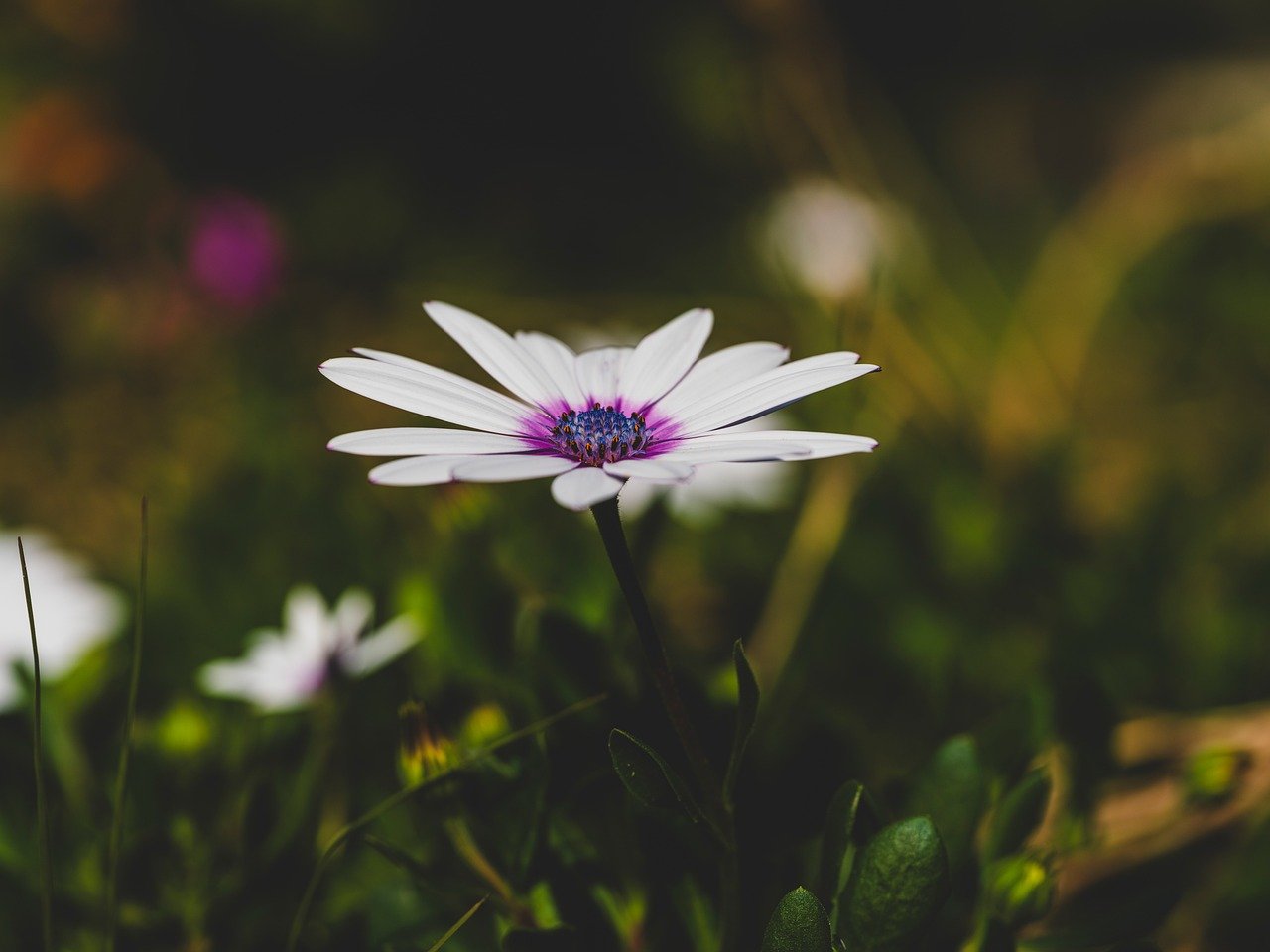découvrez les méthodes innovantes de régénération des sols pour restaurer la santé de notre environnement. apprenez comment ces pratiques durables contribuent à améliorer la fertilité, favoriser la biodiversité et lutter contre l'érosion, tout en soutenant une agriculture respectueuse de la nature.