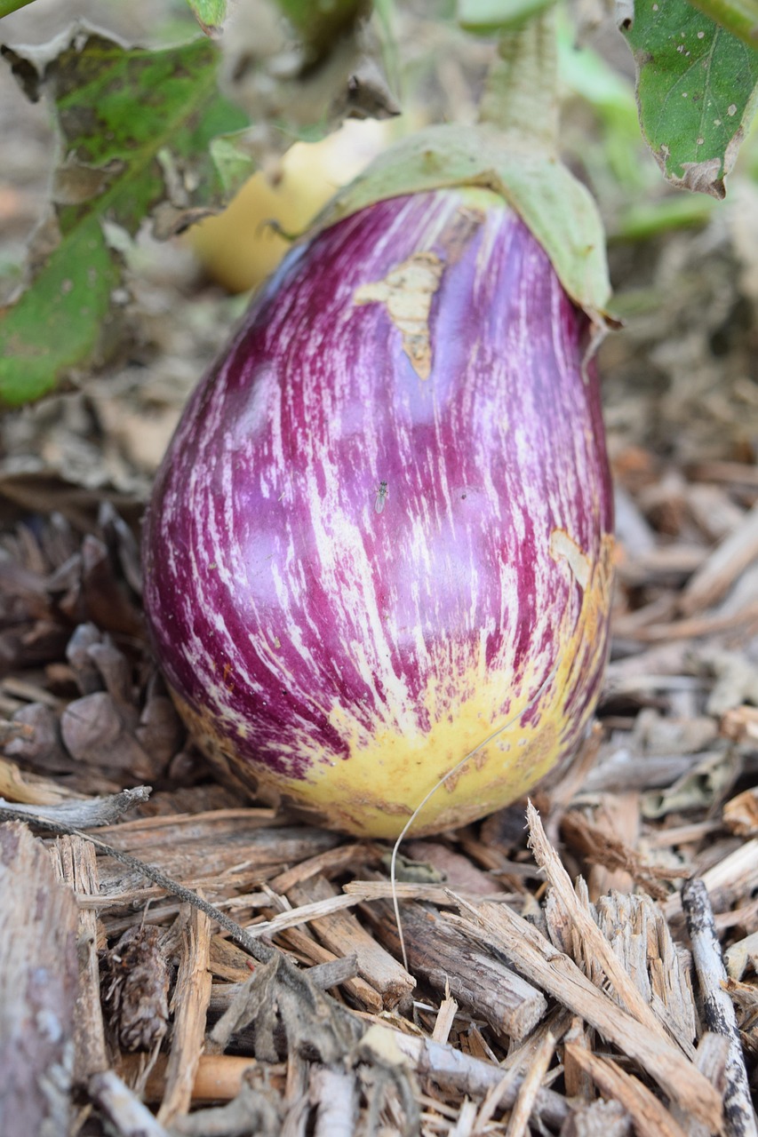 découvrez comment créer un jardin en permaculture urbaine, alliant nature et écologie pour un espace durable et productif en milieu citadin.