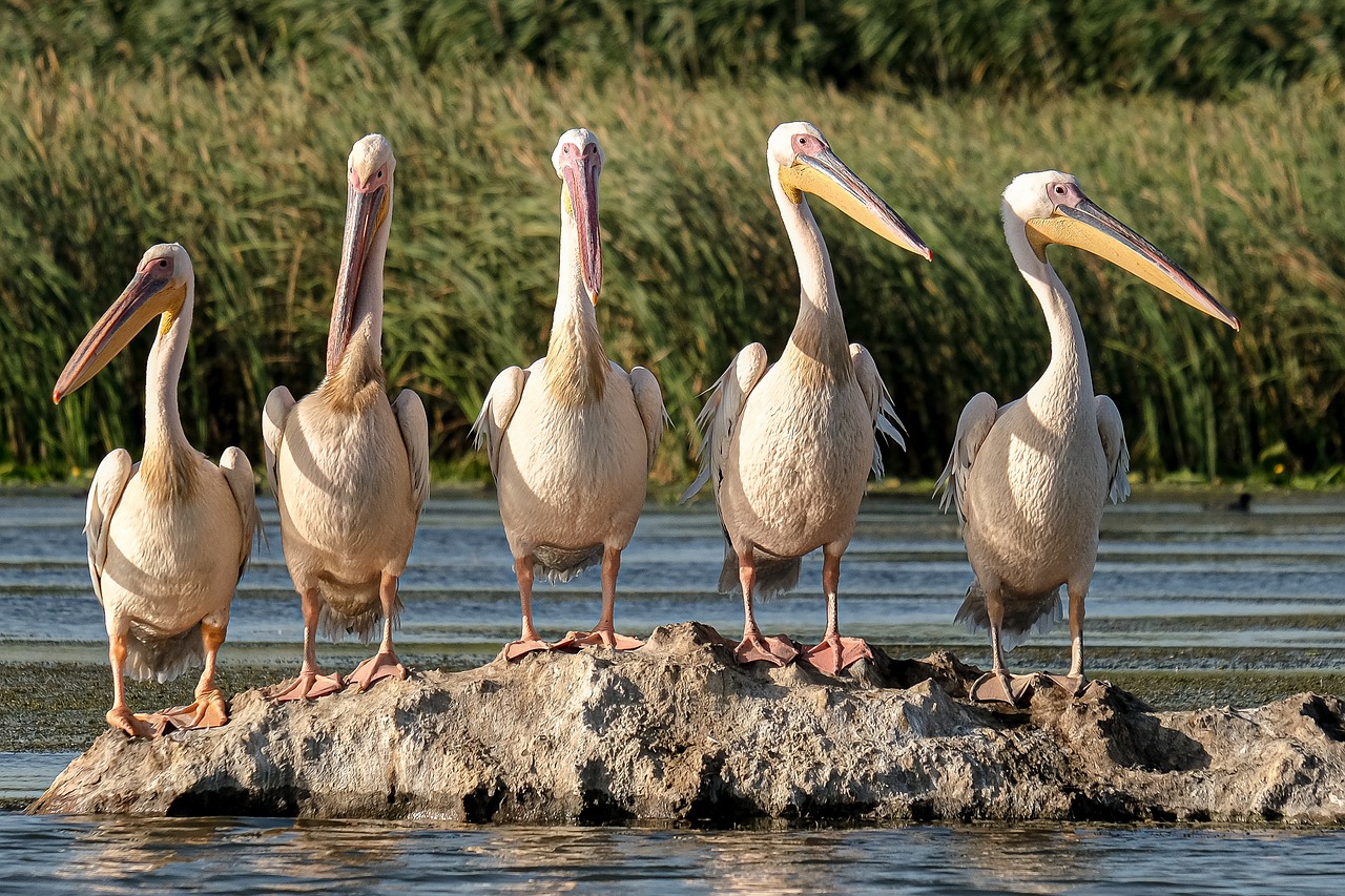 découvrez l'écologie du territoire, un domaine essentiel qui explore les interactions entre les organismes et leur environnement. plongez dans l'étude des écosystèmes locaux, de la biodiversité et des impacts humains sur la nature, tout en apprenant comment préserver notre planète pour les générations futures.