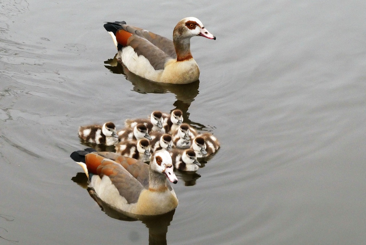 découvrez comment l'habitat protection préserve la biodiversité, protège les espèces menacées et favorise un environnement sain pour les générations futures.