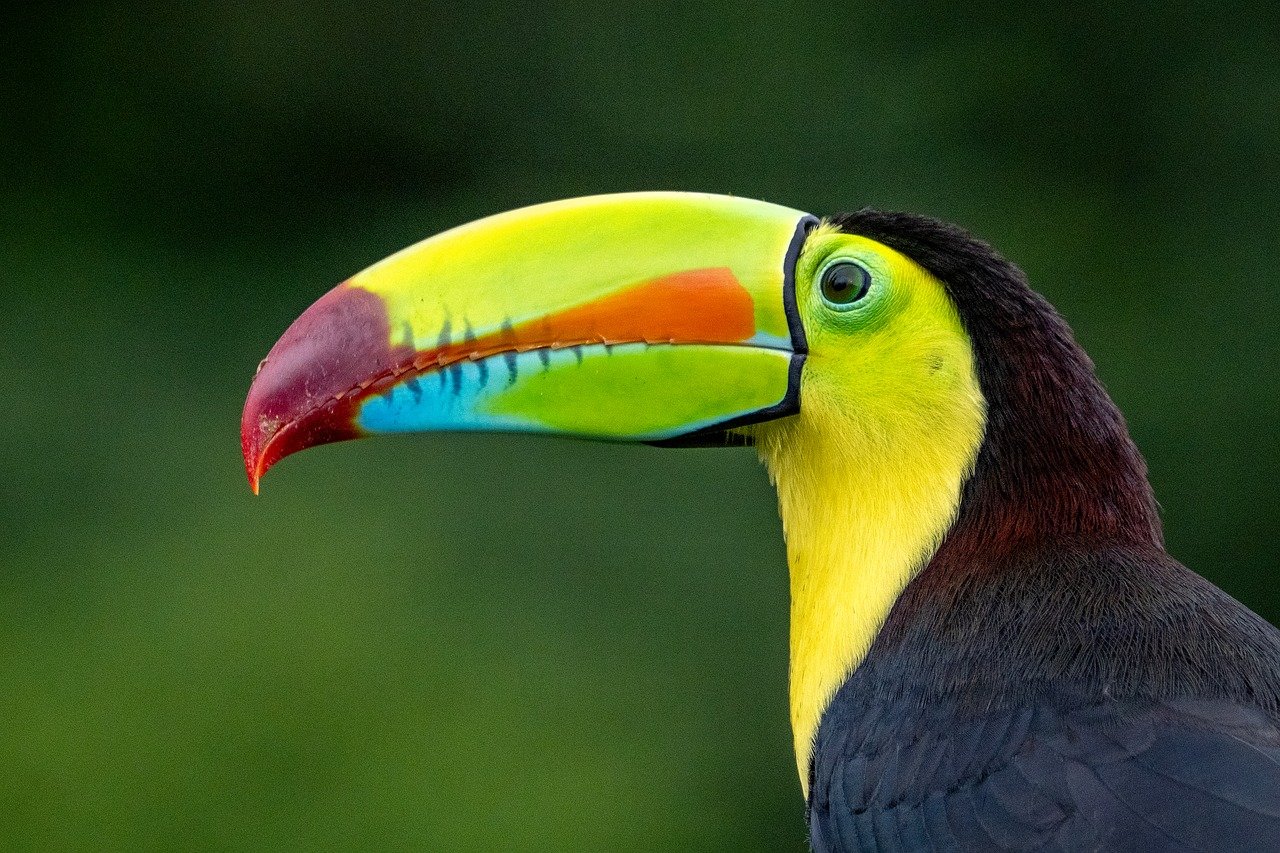 découvrez l'importance de la biodiversité pour notre planète, son rôle dans l'équilibre des écosystèmes et les actions à mener pour la préserver. explorez les richesses de la faune et de la flore, et engagez-vous pour un avenir durable.