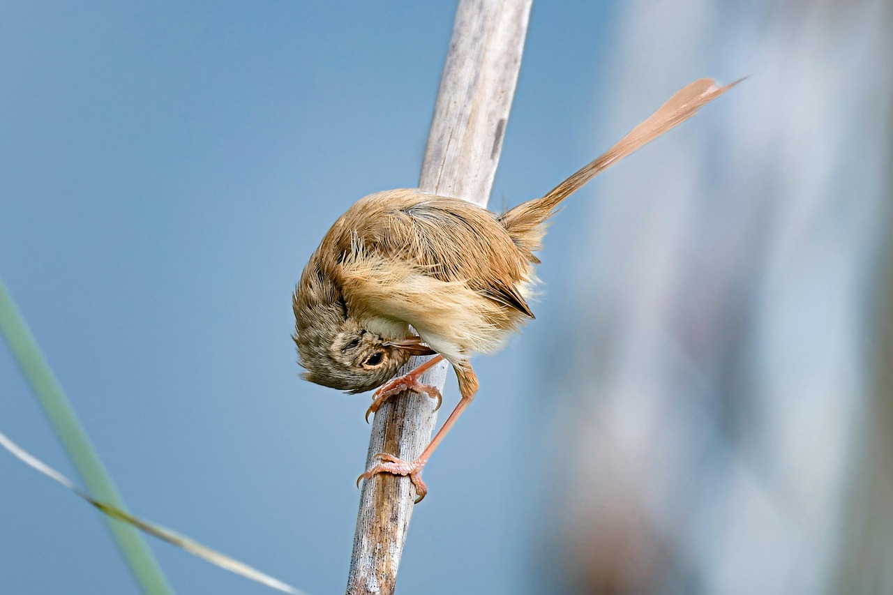 découvrez les enjeux cruciaux de la protection de la faune sauvage, des initiatives de conservation aux efforts de sensibilisation. engagez-vous pour préserver la biodiversité et les écosystèmes essentiels à notre planète.