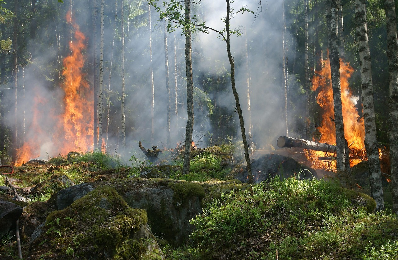 explorez les enjeux de l'écologie politique, une discipline qui examine les interactions entre les systèmes politiques, économiques et environnementaux. découvrez comment les décisions politiques influencent notre environnement et les stratégies pour un développement durable.