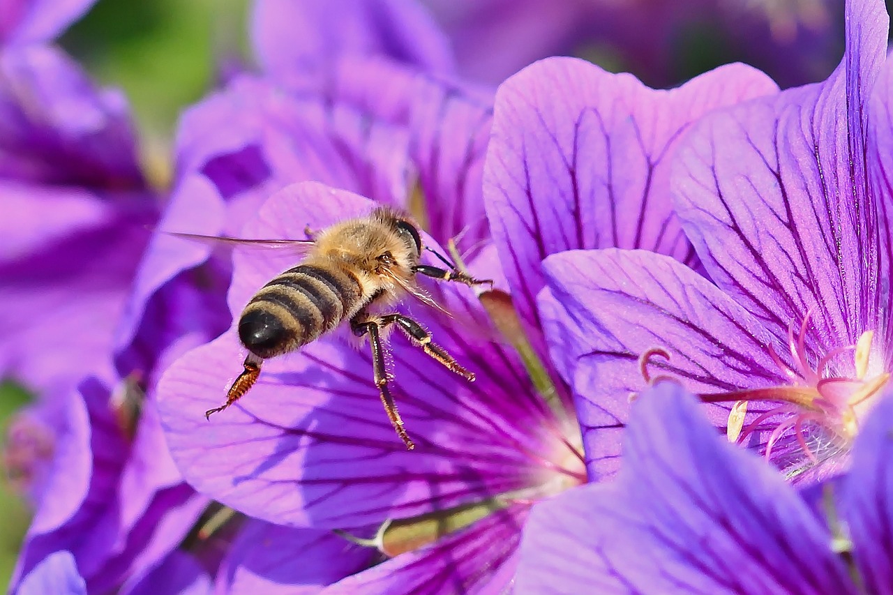 découvrez le bee wrap, une alternative écologique au film plastique pour conserver vos aliments naturellement et durablement.