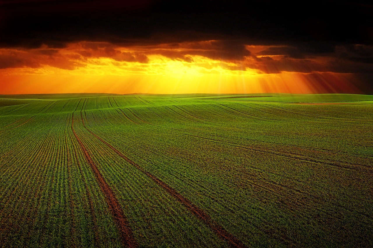 découvrez l'agriculture régénérative, une méthode innovante qui préserve les ressources naturelles, améliore la biodiversité et favorise la durabilité des terres. apprenez comment cette approche respecte l'environnement tout en augmentant la productivité agricole.