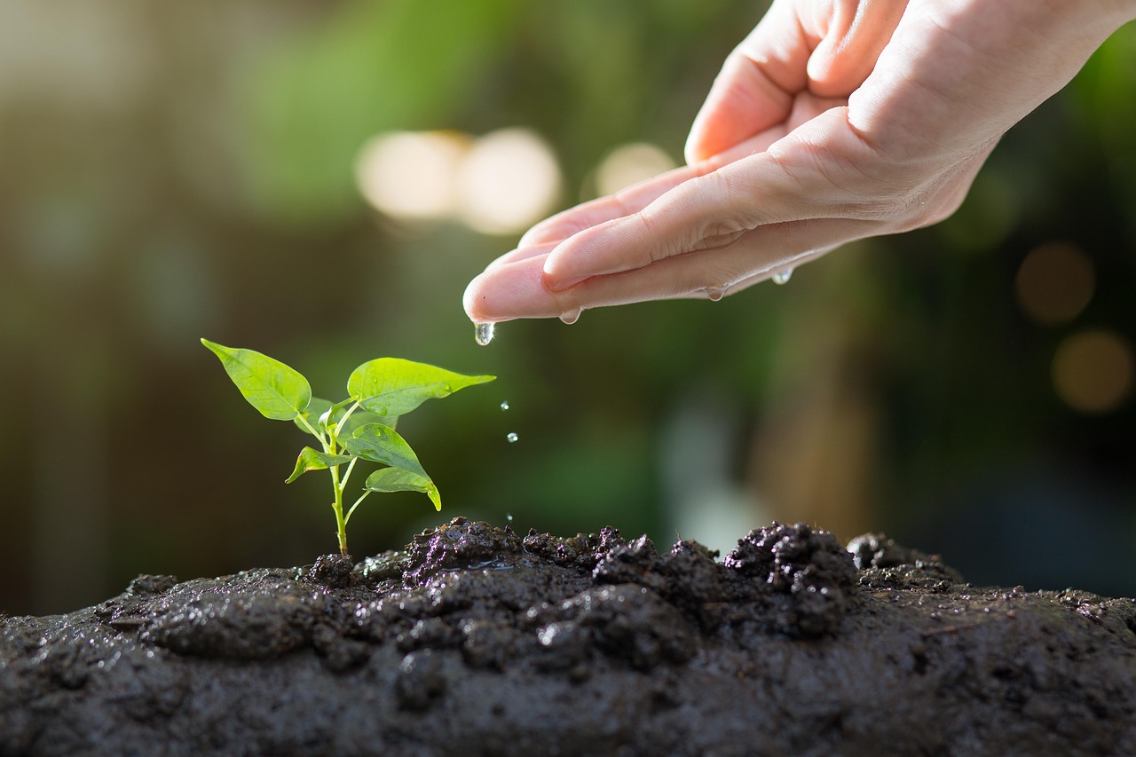découvrez les techniques innovantes de régénération des sols qui favorisent la biodiversité, améliorent la qualité des terres agricoles et contribuent à un avenir durable. apprenez comment restaurer et préserver la santé des sols pour les générations futures.