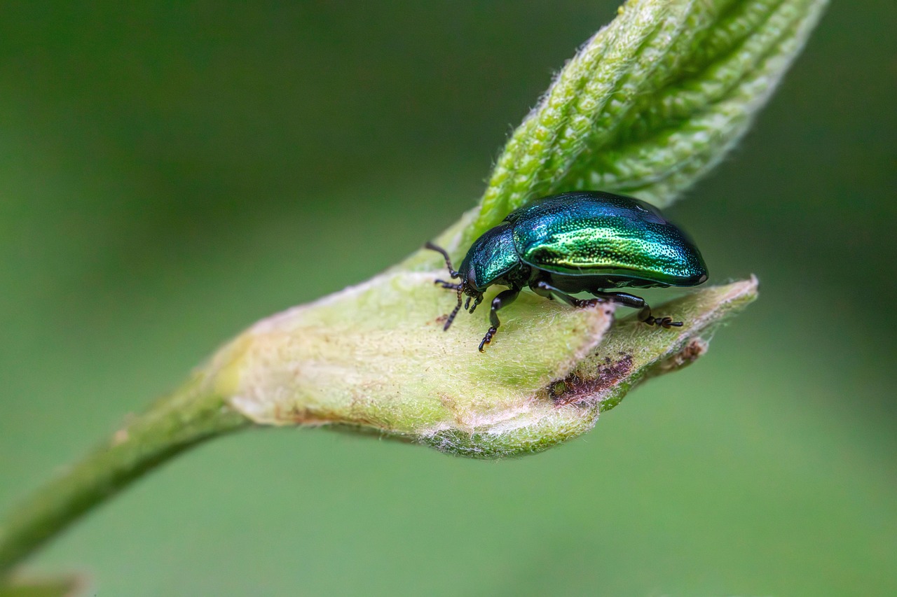 découvrez l'écologie intégrée, une approche holistique qui combine différentes disciplines scientifiques pour comprendre et gérer les écosystèmes de manière durable. apprenez comment cette méthode innovante peut contribuer à la préservation de la biodiversité et à l'amélioration de notre environnement.