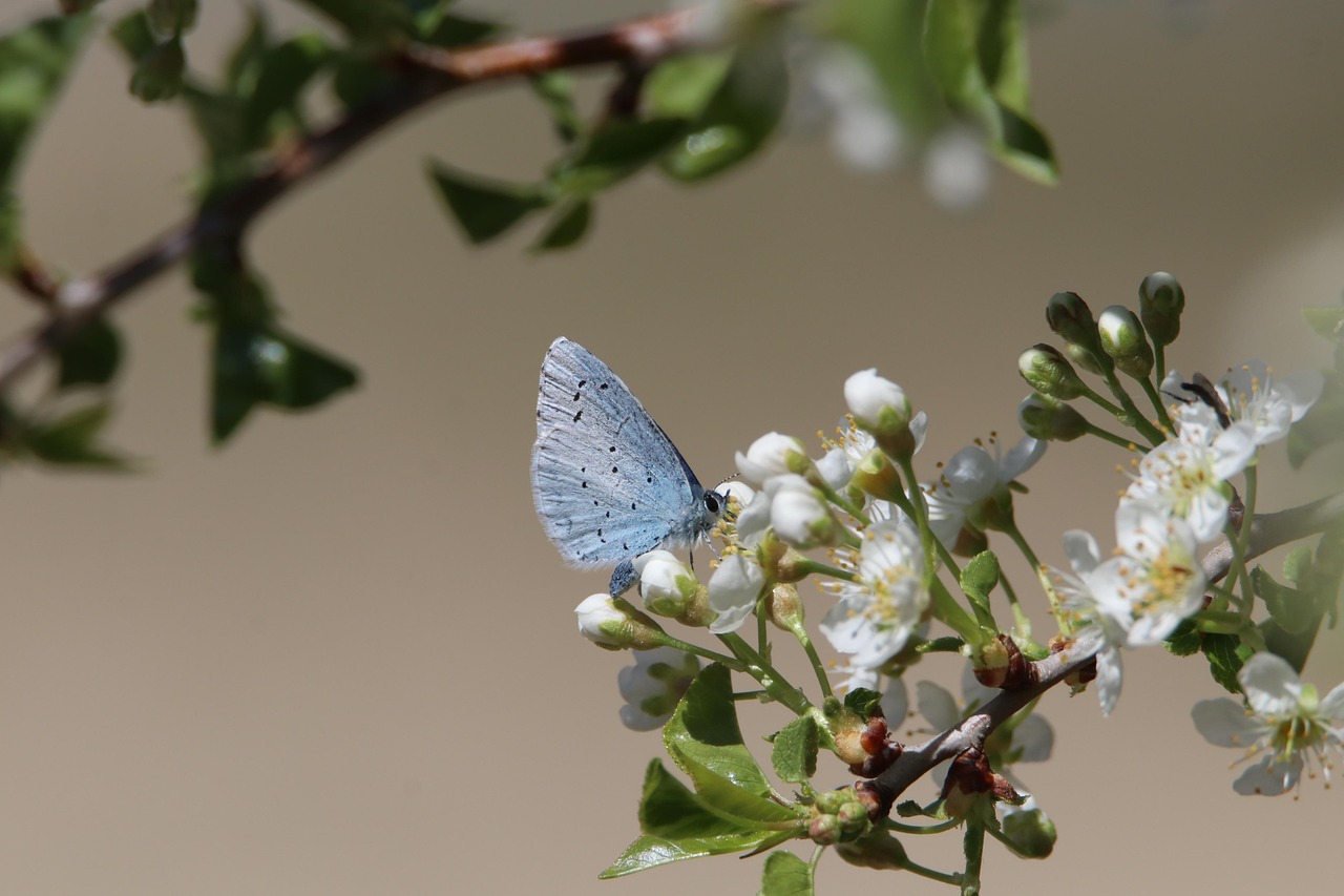 découvrez l'importance de la biodiversité pour notre planète, ses menaces et les actions nécessaires pour la préserver. explorez la richesse des écosystèmes et comprenez comment chaque espèce contribue à l'équilibre de la nature.