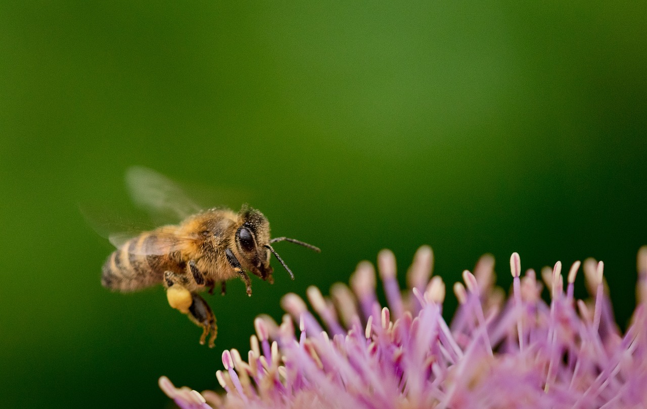découvrez la richesse de la biodiversité, son importance pour notre écosystème et les actions essentielles pour sa préservation. explorez les interactions complexes entre les espèces et leur habitat, et engagez-vous pour un avenir durable.