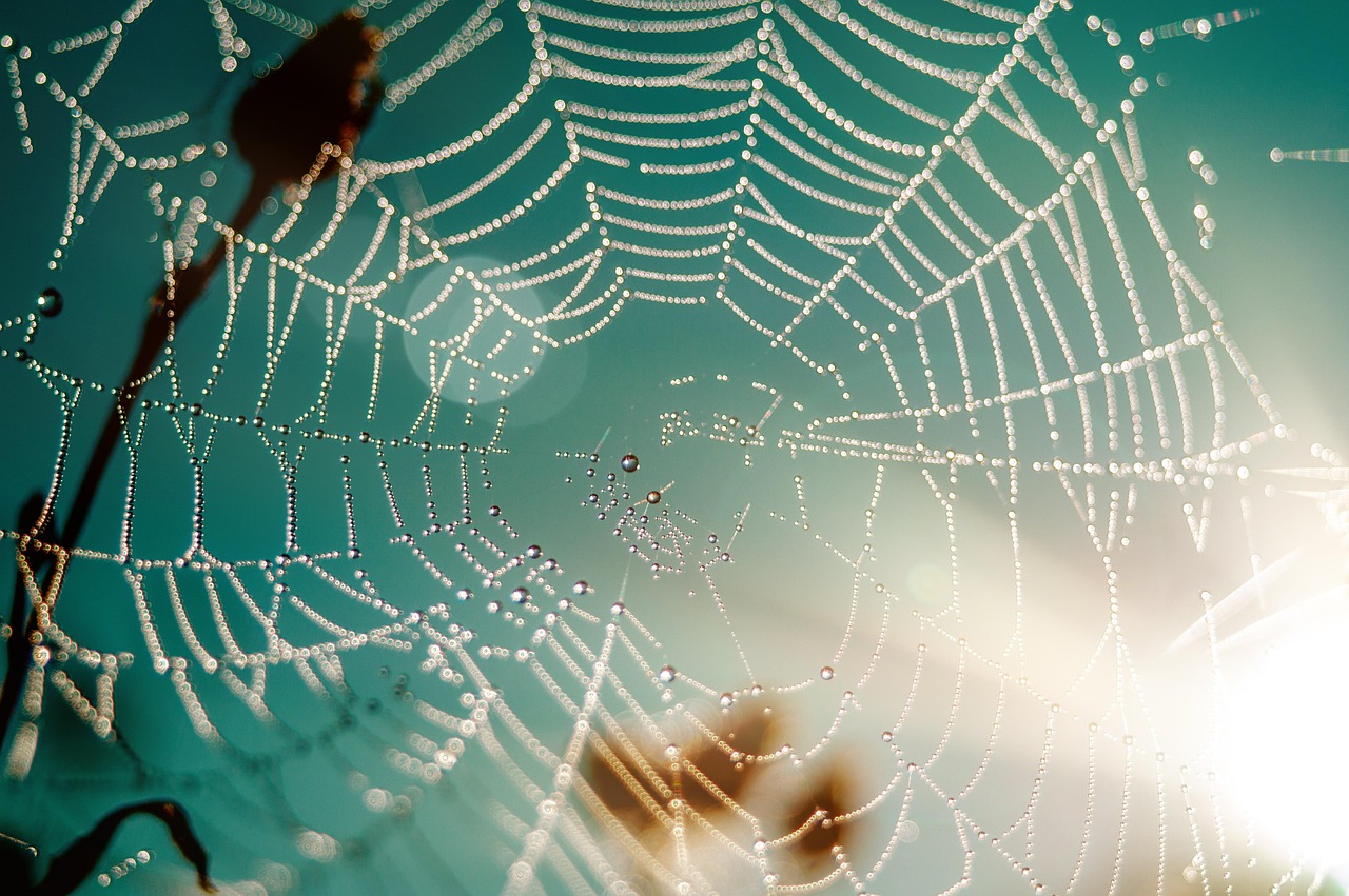 Protection des habitats : enjeux et solutions pour la biodiversité