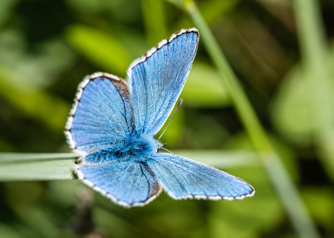 Réserve naturelle : une plongée au cœur de la biodiversité