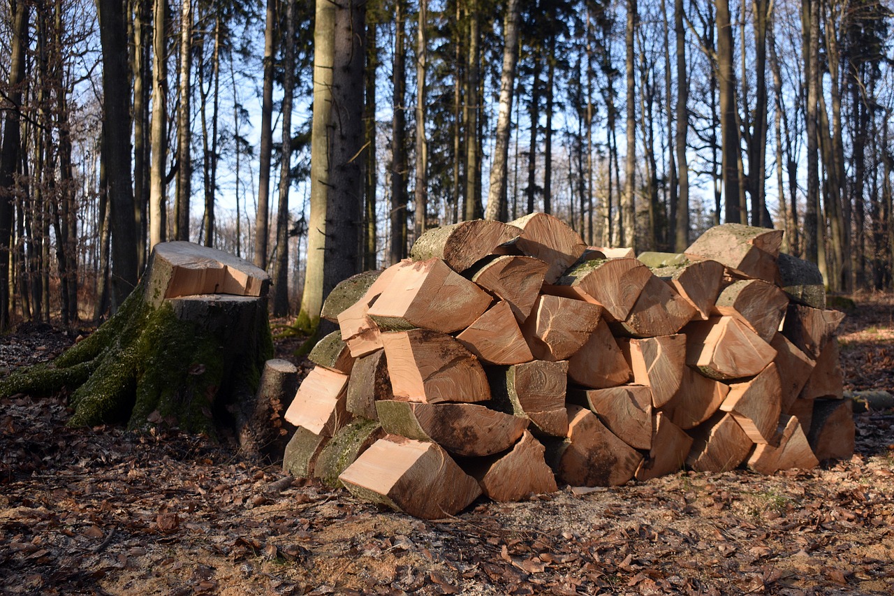 Comprendre la déforestation et ses enjeux écologiques